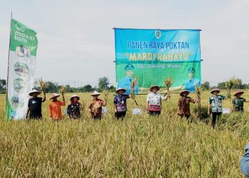 Geger di Klaten! Setahun Panen Empat Kali, Petani Desa Taji Bikin Iri Desa Sebelah