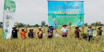 Geger di Klaten! Setahun Panen Empat Kali, Petani Desa Taji Bikin Iri Desa Sebelah