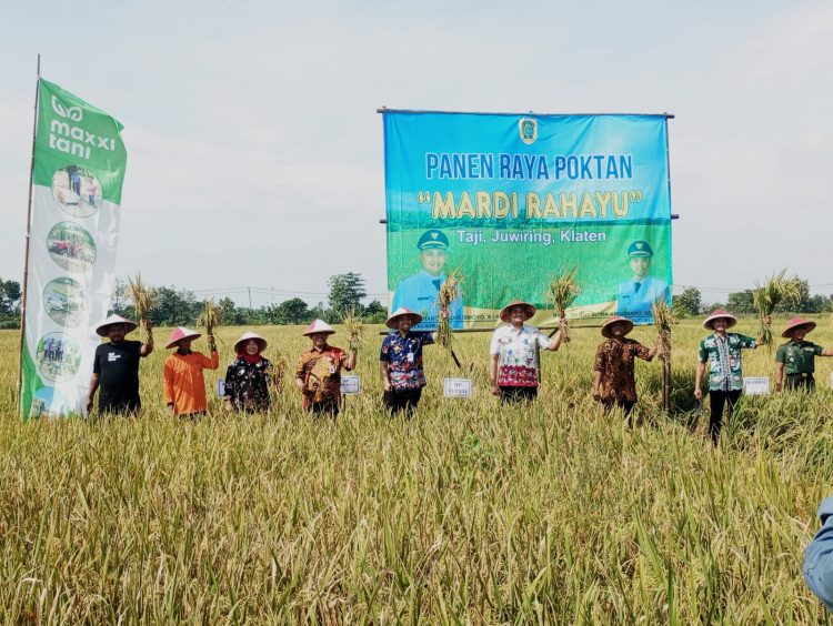 Geger di Klaten! Setahun Panen Empat Kali, Petani Desa Taji Bikin Iri Desa Sebelah