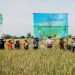 Geger di Klaten! Setahun Panen Empat Kali, Petani Desa Taji Bikin Iri Desa Sebelah