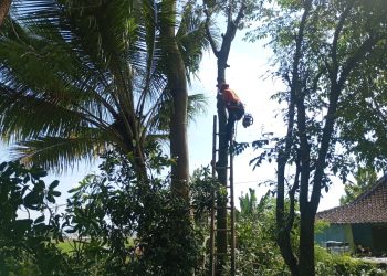 Tebang Pohon Gratis ala Pasukan 08 Klaten: Aksinya Rame, Biayanya Nol, Hasilnya Aman