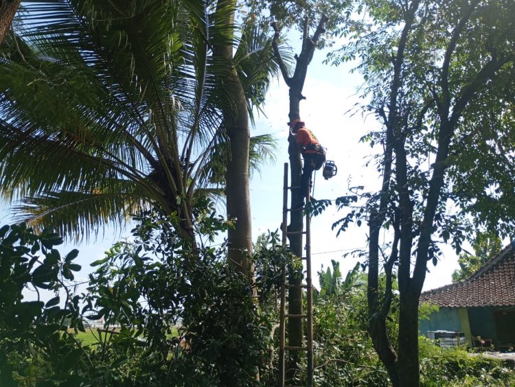 Tebang Pohon Gratis ala Pasukan 08 Klaten: Aksinya Rame, Biayanya Nol, Hasilnya Aman